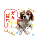 愛犬choco-16（個別スタンプ：15）