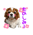 愛犬choco-16（個別スタンプ：16）