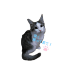 子猫スタンプ（アモル）（個別スタンプ：1）