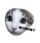 子猫スタンプ（アモル）（個別スタンプ：3）