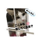 子猫スタンプ（アモル）（個別スタンプ：5）