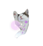 子猫スタンプ（アモル）（個別スタンプ：6）