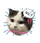 子猫スタンプ（アモル）（個別スタンプ：7）