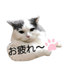 子猫スタンプ（アモル）（個別スタンプ：8）