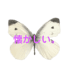 チョウチョたちのスタンプ。（個別スタンプ：5）