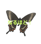 チョウチョたちのスタンプ。（個別スタンプ：6）