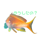 うみの生き物たちとダイバーによる日常会話（個別スタンプ：2）