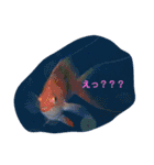うみの生き物たちとダイバーによる日常会話（個別スタンプ：4）