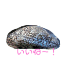 うみの生き物たちとダイバーによる日常会話（個別スタンプ：5）