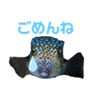 うみの生き物たちとダイバーによる日常会話（個別スタンプ：9）