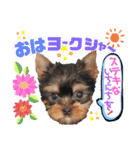 ボストンケンネルの仲間たち②（個別スタンプ：1）