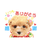 ボストンケンネルの仲間たち②（個別スタンプ：2）