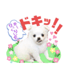 ボストンケンネルの仲間たち②（個別スタンプ：3）