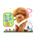 ボストンケンネルの仲間たち②（個別スタンプ：4）