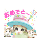 ボストンケンネルの仲間たち②（個別スタンプ：5）