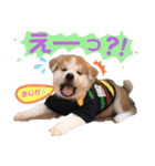 ボストンケンネルの仲間たち②（個別スタンプ：10）