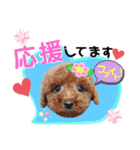 ボストンケンネルの仲間たち②（個別スタンプ：11）