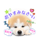 ボストンケンネルの仲間たち②（個別スタンプ：16）