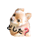ポメラニアンらぶ（個別スタンプ：3）