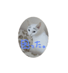 凛唯と翔詩と若干まおりお（個別スタンプ：16）