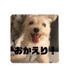 天使のハッピーちゃん！（個別スタンプ：1）