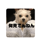 天使のハッピーちゃん！（個別スタンプ：12）