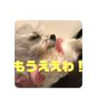 天使のハッピーちゃん！（個別スタンプ：13）