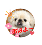 ペキニーズ☆ぼくはポコ（個別スタンプ：1）