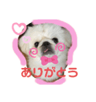 ペキニーズ☆ぼくはポコ（個別スタンプ：4）