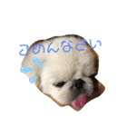 ペキニーズ☆ぼくはポコ（個別スタンプ：5）