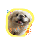 ペキニーズ☆ぼくはポコ（個別スタンプ：6）