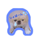 ペキニーズ☆ぼくはポコ（個別スタンプ：8）