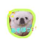 ペキニーズ☆ぼくはポコ（個別スタンプ：11）