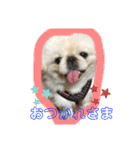 ペキニーズ☆ぼくはポコ（個別スタンプ：12）