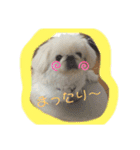 ペキニーズ☆ぼくはポコ（個別スタンプ：13）