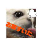 ペキニーズ☆ぼくはポコ（個別スタンプ：19）