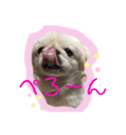 ペキニーズ☆ぼくはポコ（個別スタンプ：20）