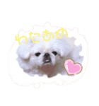 ペキニーズ☆ぼくはポコ（個別スタンプ：21）