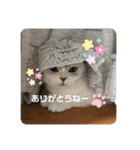 ねこちゃんの気持ち by NAPO（個別スタンプ：1）