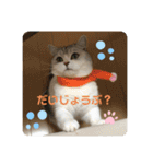 ねこちゃんの気持ち by NAPO（個別スタンプ：3）