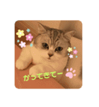 ねこちゃんの気持ち by NAPO（個別スタンプ：4）