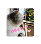 ねこちゃんの気持ち by NAPO（個別スタンプ：6）