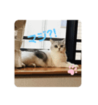 ねこちゃんの気持ち by NAPO（個別スタンプ：7）