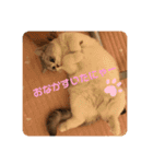 ねこちゃんの気持ち by NAPO（個別スタンプ：8）