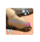 ねこちゃんの気持ち by NAPO（個別スタンプ：9）