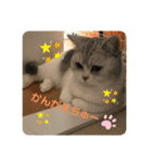 ねこちゃんの気持ち by NAPO（個別スタンプ：12）