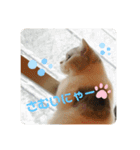 ねこちゃんの気持ち by NAPO（個別スタンプ：13）