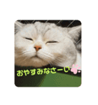 ねこちゃんの気持ち by NAPO（個別スタンプ：14）