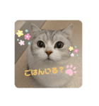 ねこちゃんの気持ち by NAPO（個別スタンプ：15）