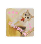 ねこちゃんの気持ち by NAPO（個別スタンプ：16）